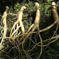 [Buy 1 Get 1 Free] 8 Minutes Ginseng Anti-Hair Loss Shampoo 400ml*2- EXP 2026.04